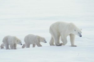 polar-bears-for-leadership